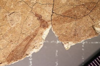 Media type: image;   Entomology PALE-1359